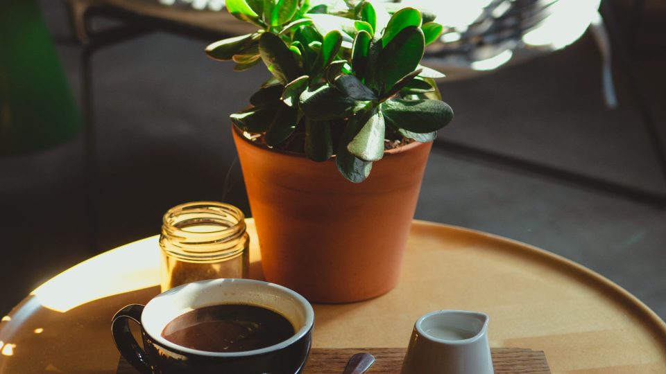 Small wooden table with a terracotta pot with a succulent