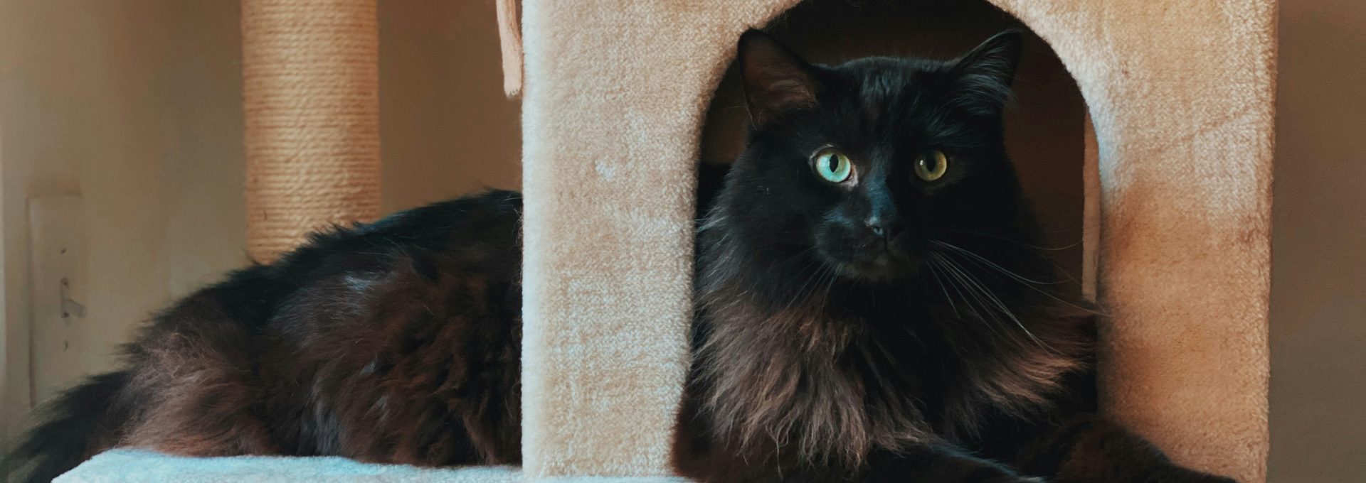 black cat on white cat tree