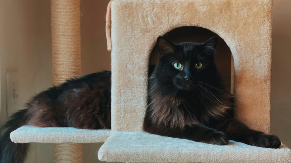black cat on white cat tree